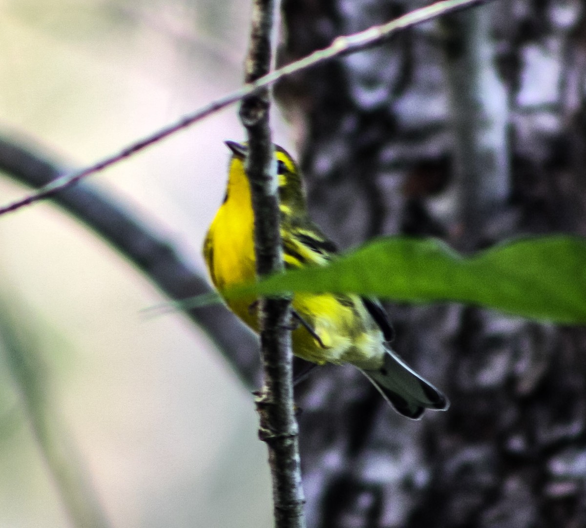 Prairie Warbler - Serguei Alexander López Perez