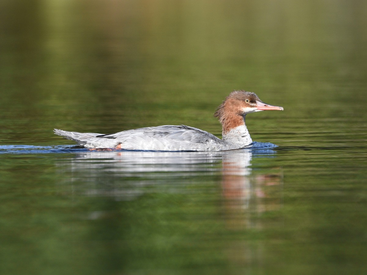 Common Merganser - ML624574924