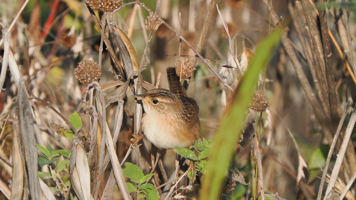 Sedge Wren - ML624574972