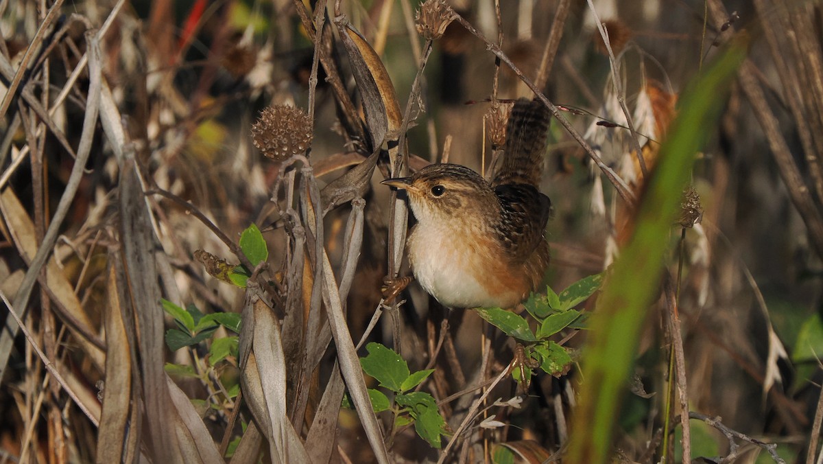 Sedge Wren - ML624574973