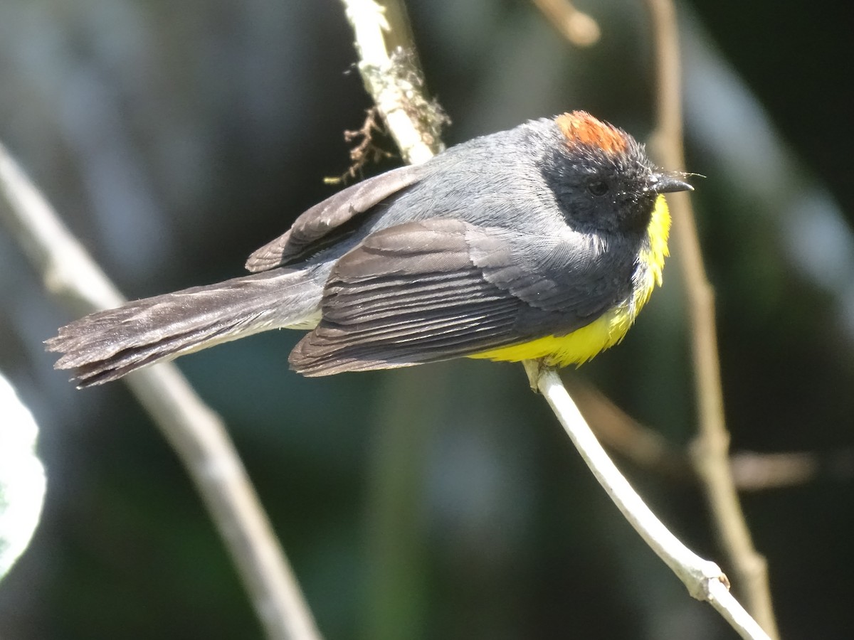 Slate-throated Redstart - ML624574974