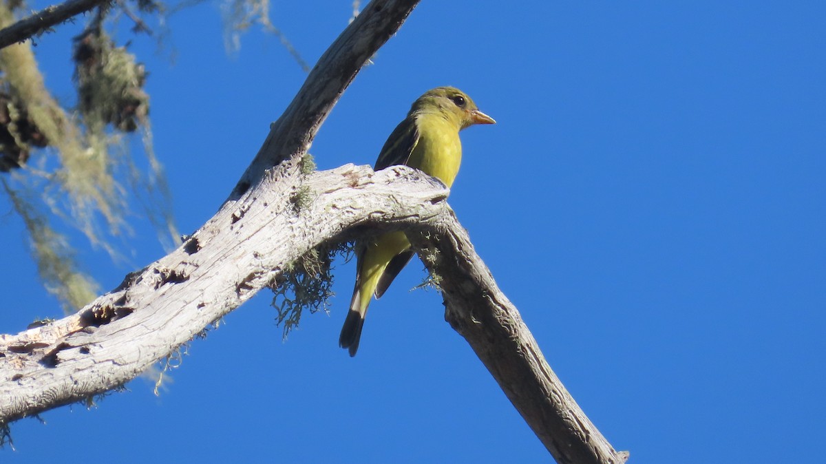 Western Tanager - ML624574975