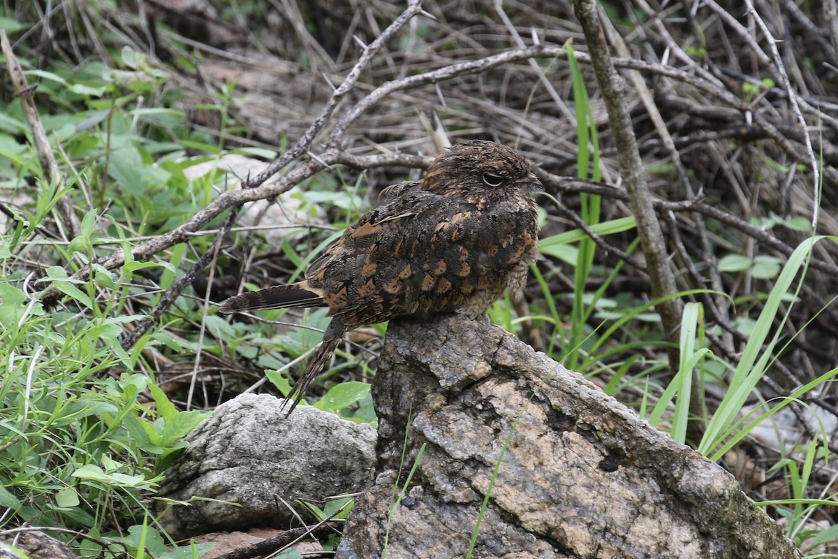 Savanna Nightjar - ML624574976