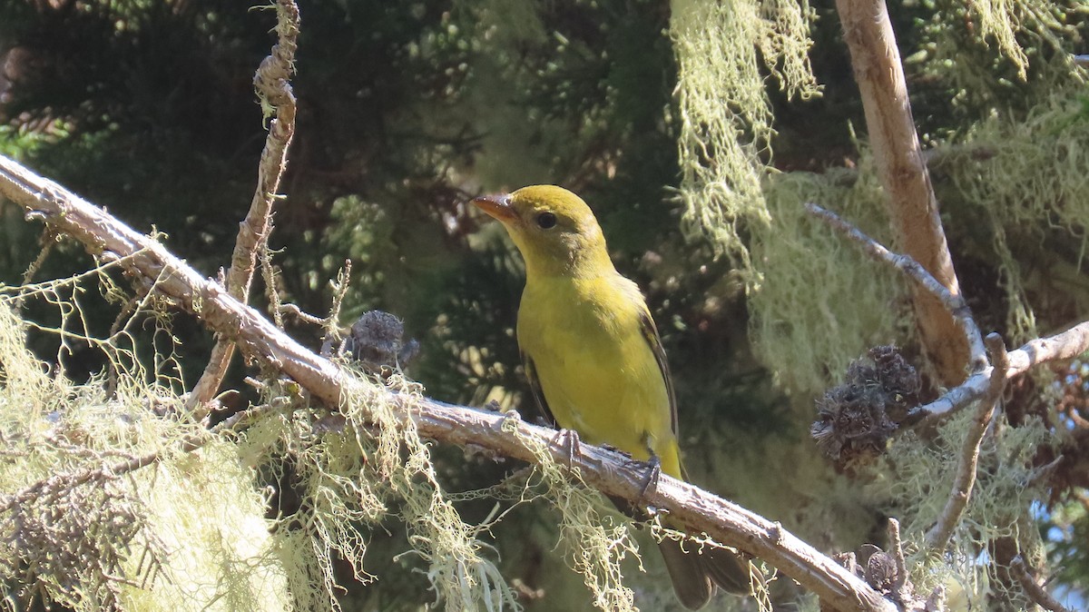 Western Tanager - ML624574977