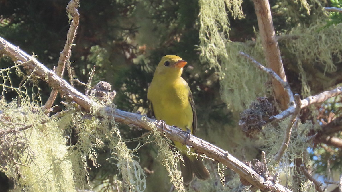 Western Tanager - ML624574979