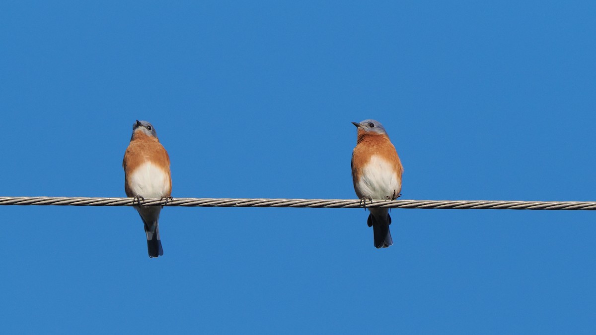 Eastern Bluebird - Mike Grant