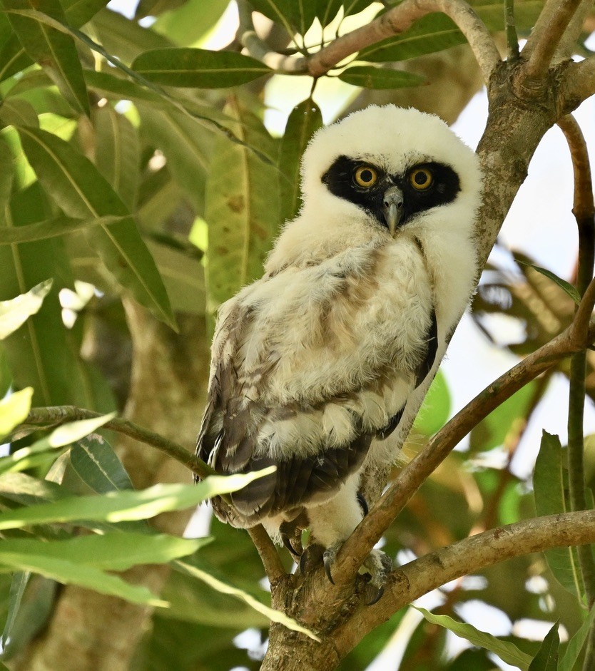 Spectacled Owl - ML624574981