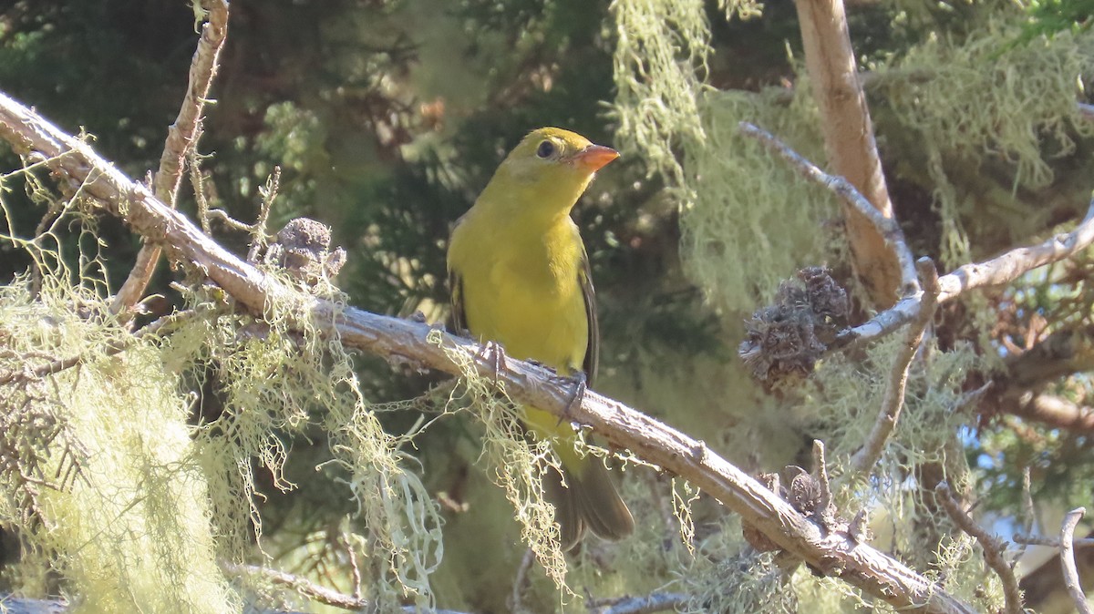 Western Tanager - ML624574982