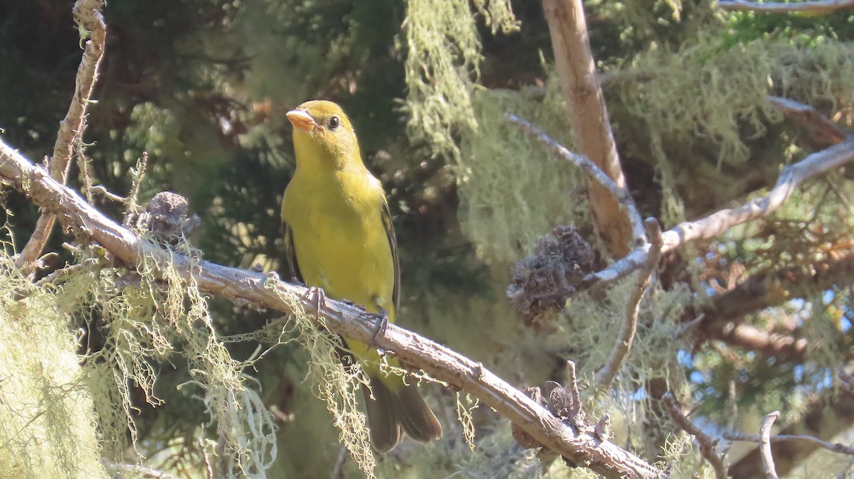 Western Tanager - ML624574983