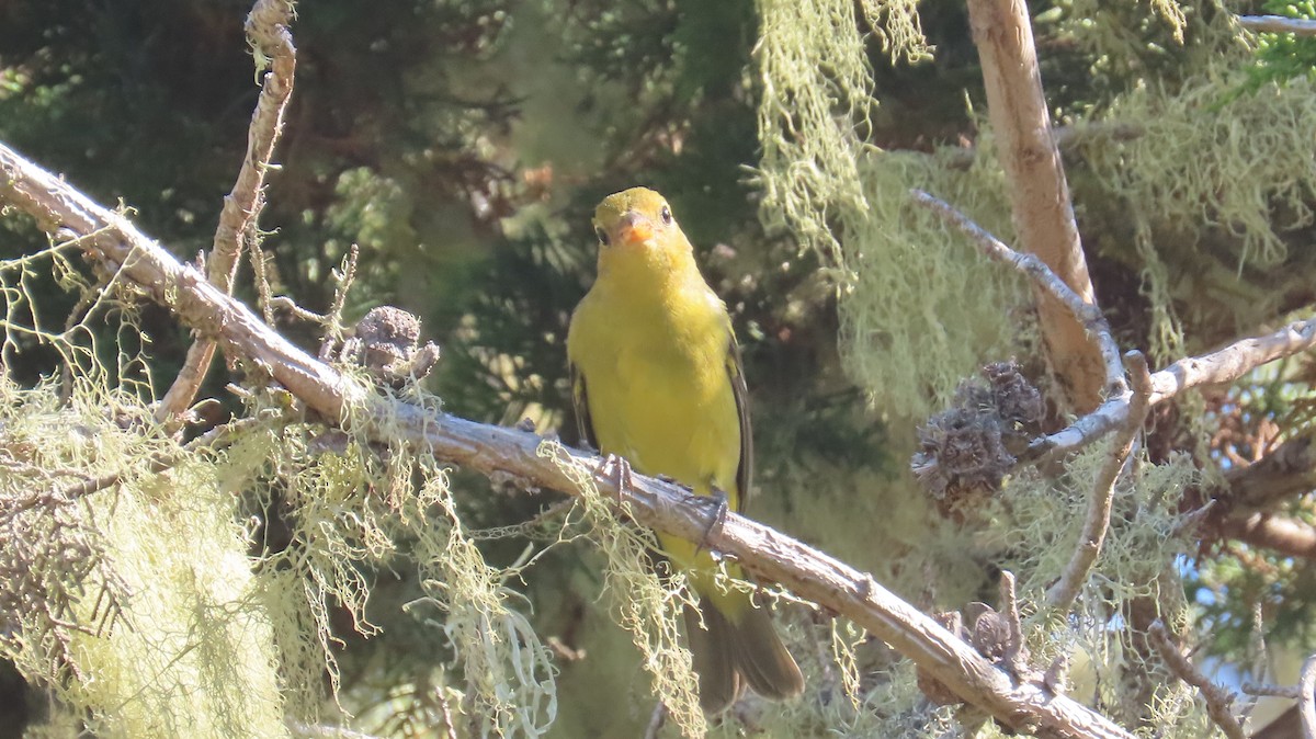 Western Tanager - ML624574984