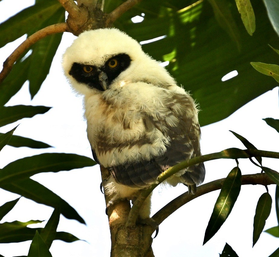 Spectacled Owl - ML624574985