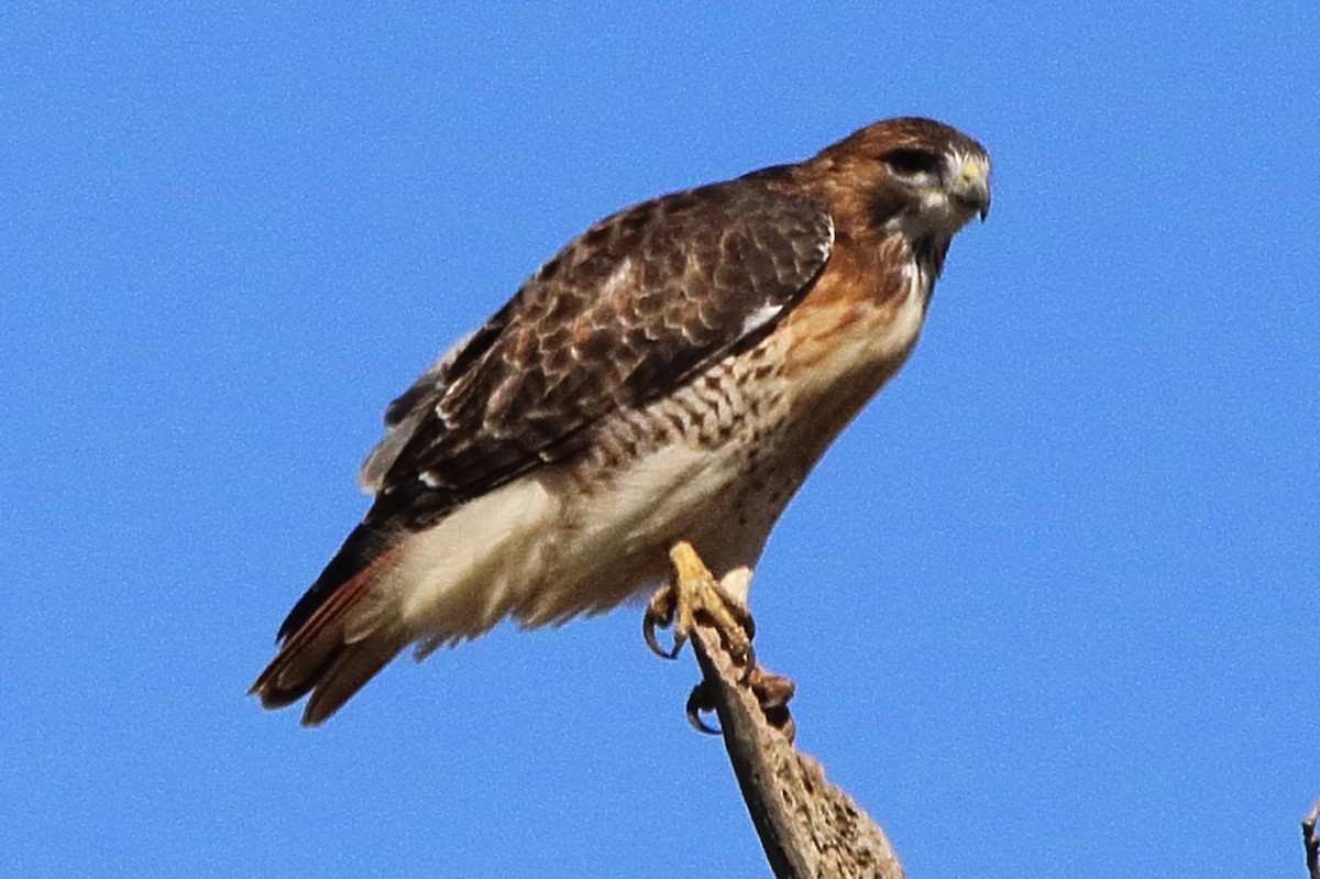 Red-tailed Hawk - ML624574987