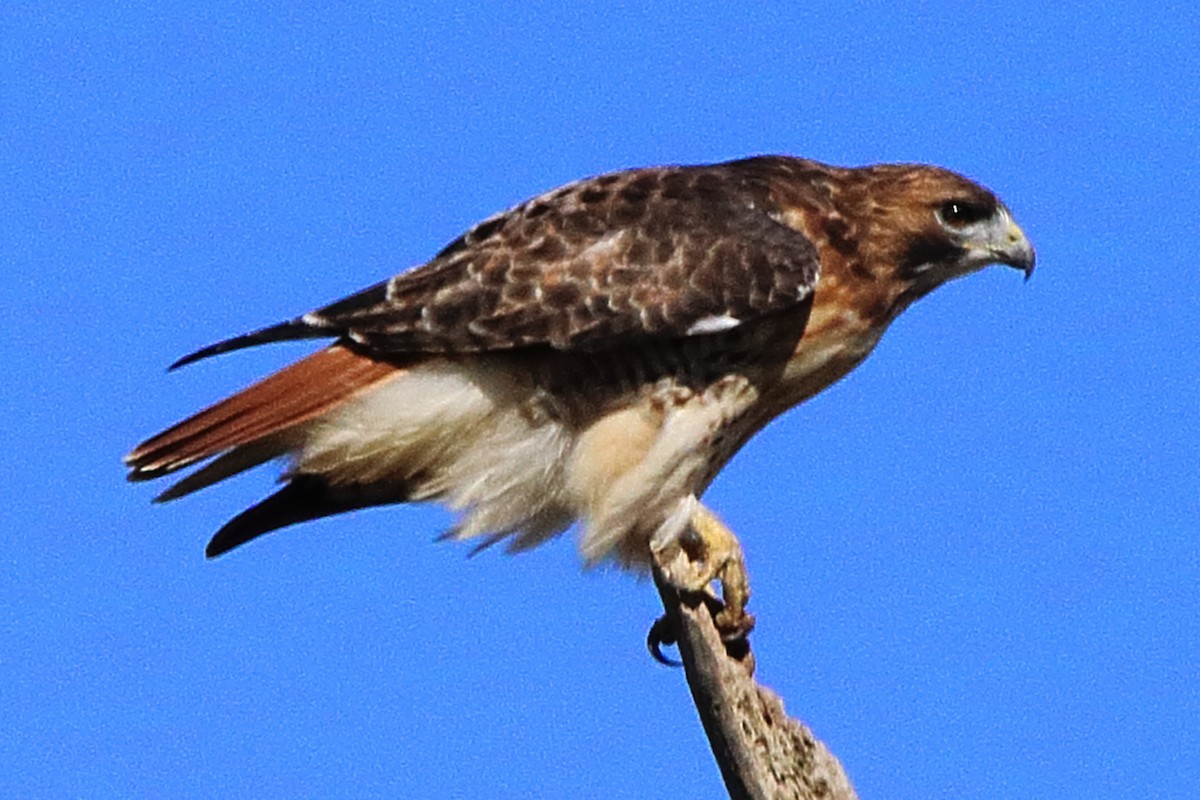 Red-tailed Hawk - ML624574988