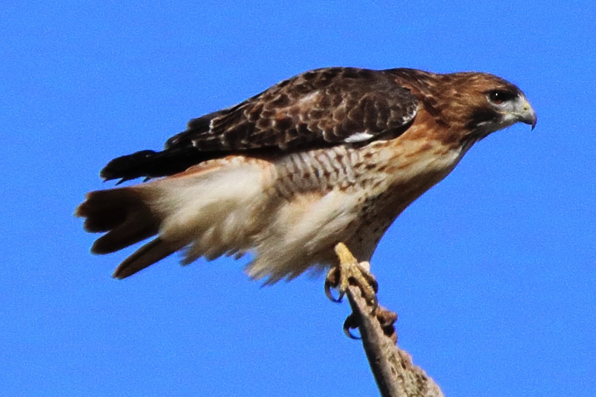 Red-tailed Hawk - ML624574989