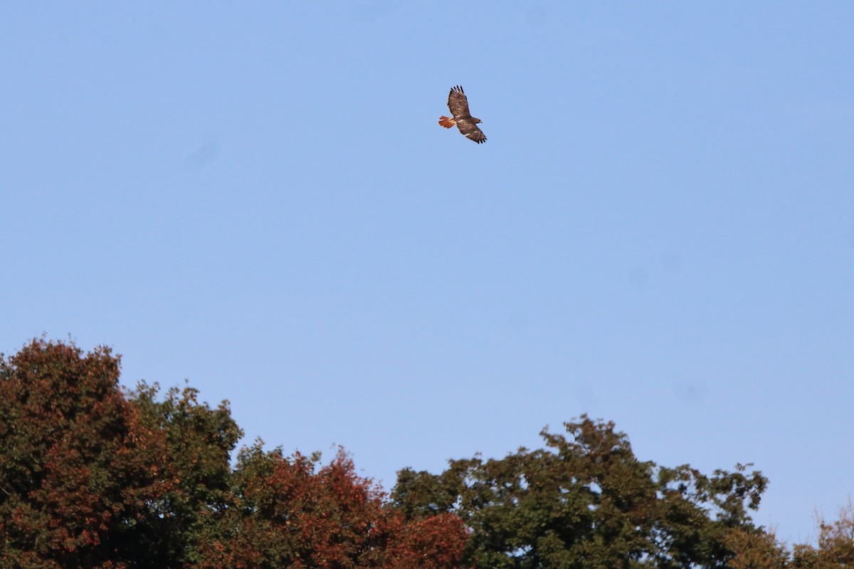 Red-tailed Hawk - ML624574990