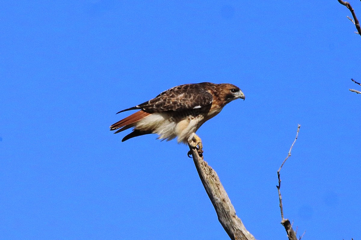 Red-tailed Hawk - ML624574991