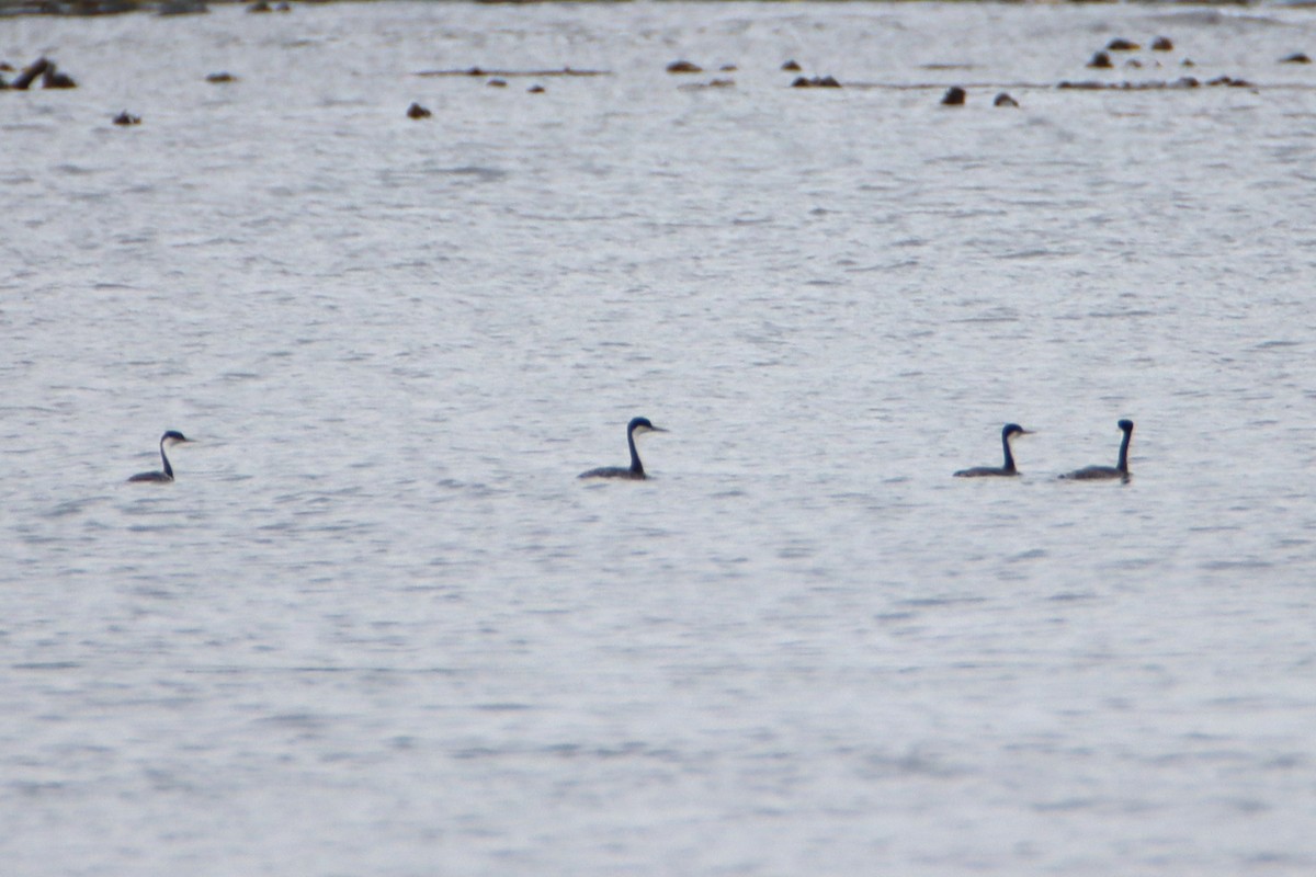 Western Grebe - Daniel Donnecke