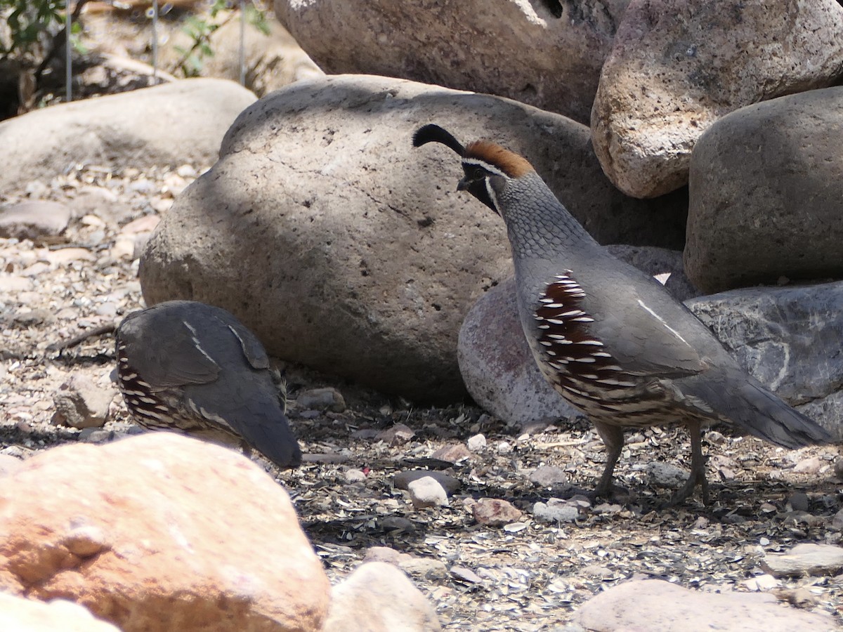 Gambel's Quail - ML624574993