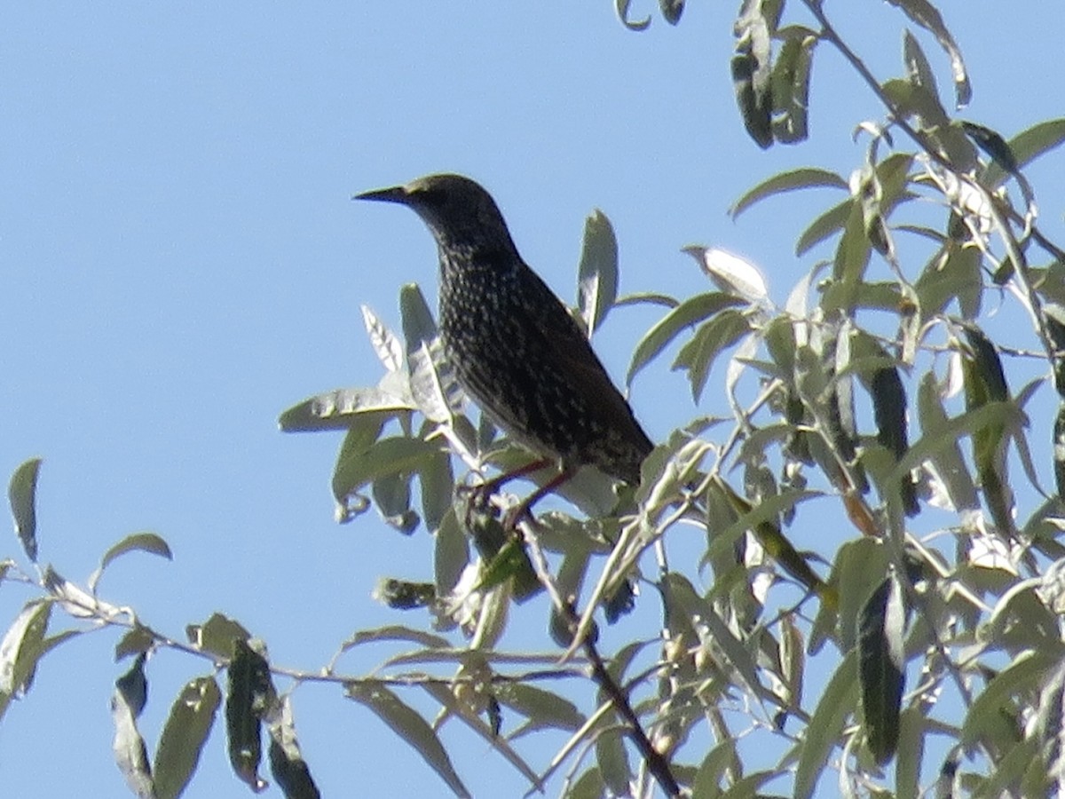 זרזיר מצוי - ML624574996