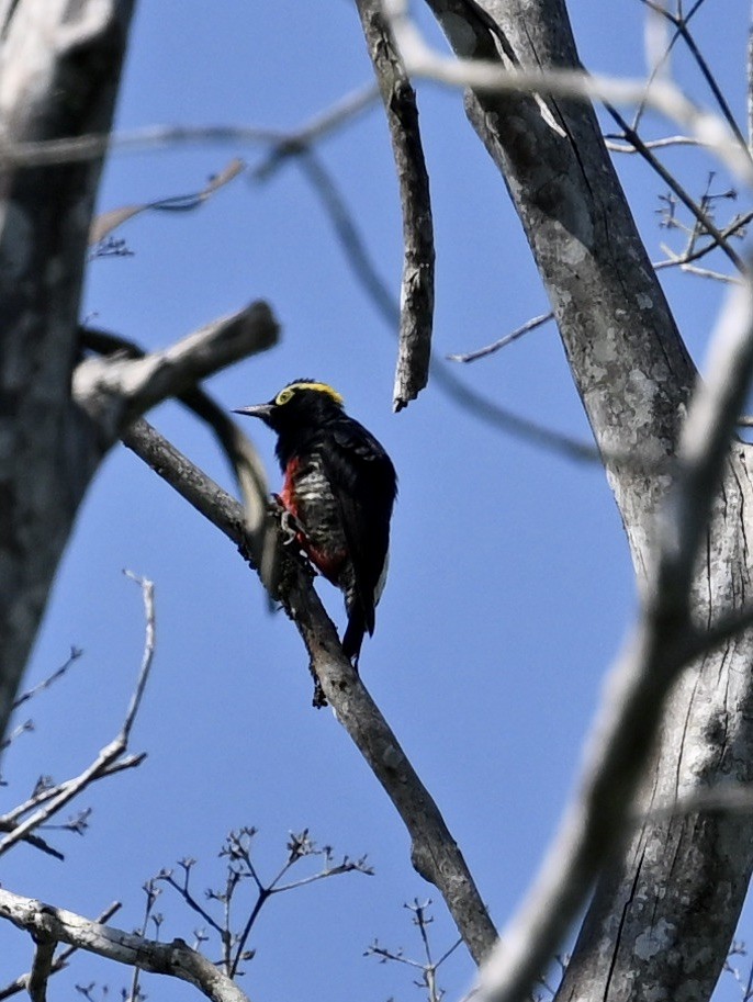 Yellow-tufted Woodpecker - ML624574997