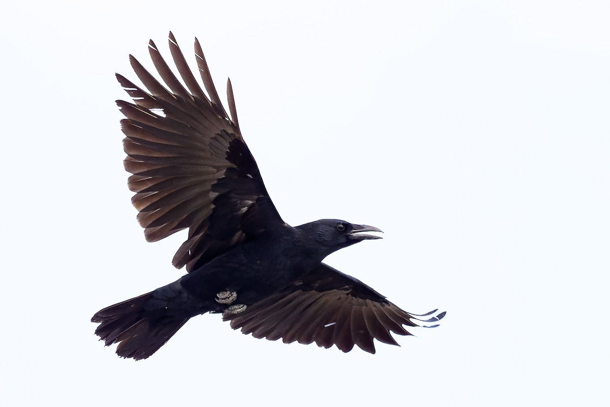 American Crow - ML624575001