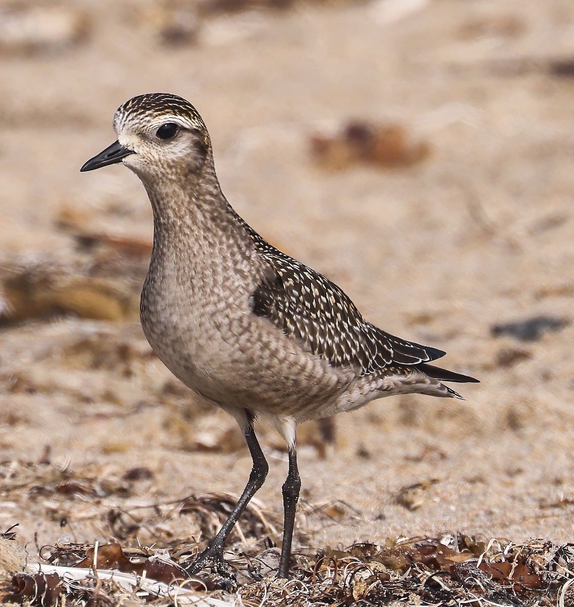 American Golden-Plover - ML624575007