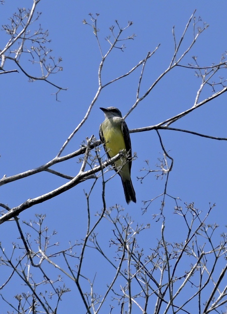 Tropical Kingbird - ML624575011