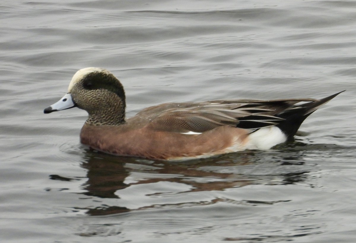 American Wigeon - Cathie Canepa