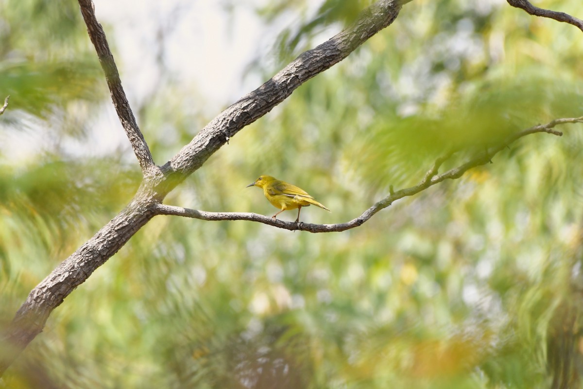 Yellow Honeyeater - ML624575064