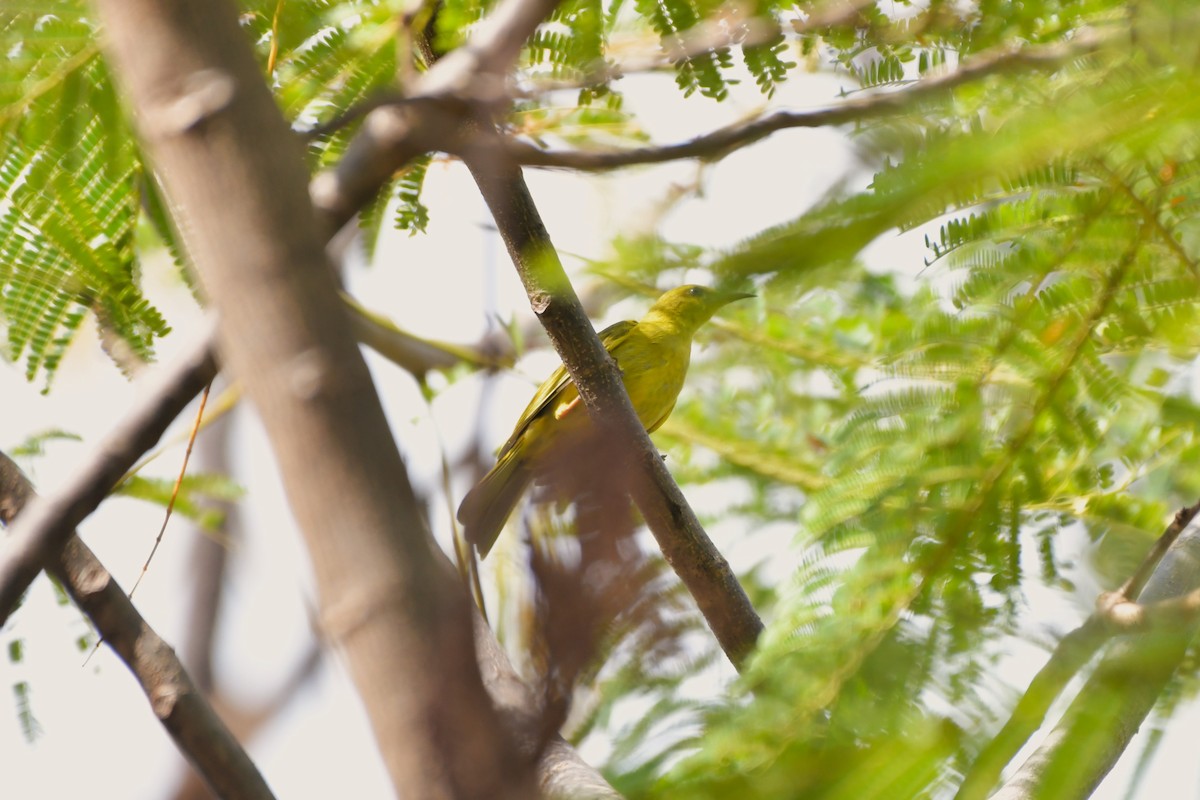 Yellow Honeyeater - ML624575065