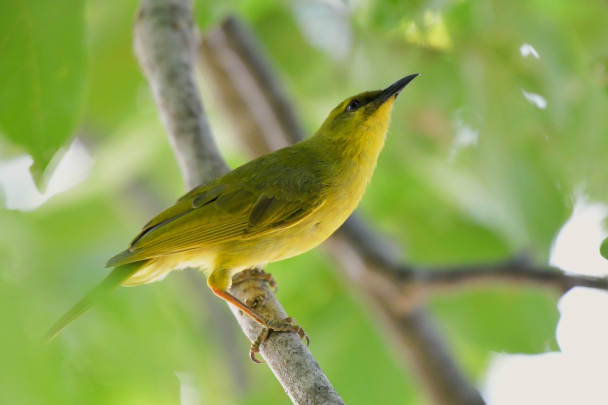 Yellow Honeyeater - ML624575066