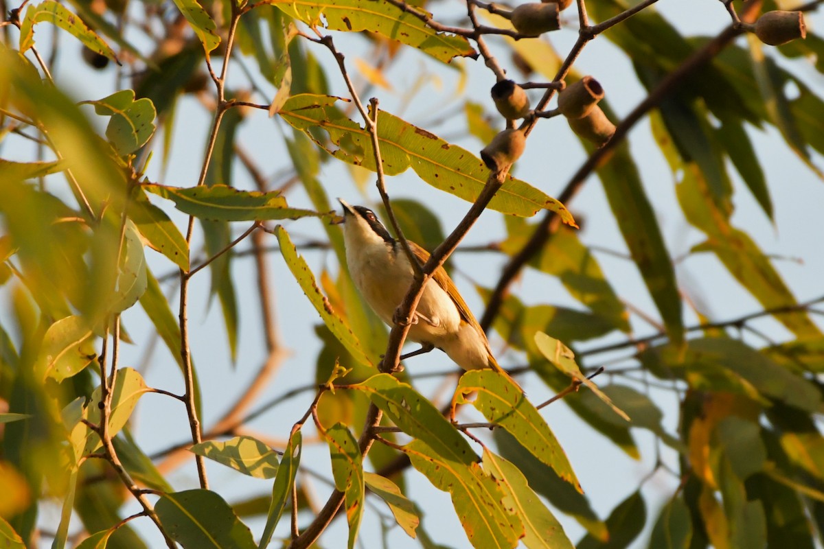 White-throated Honeyeater - ML624575085