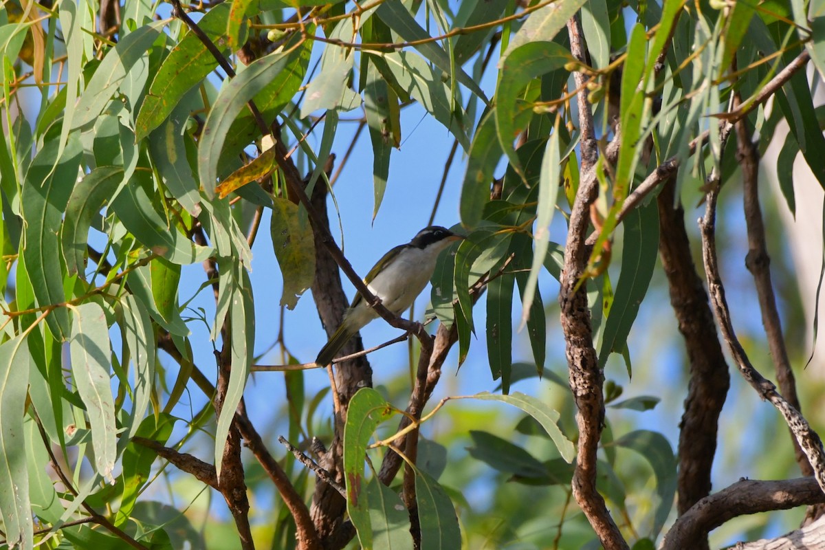 White-throated Honeyeater - ML624575086