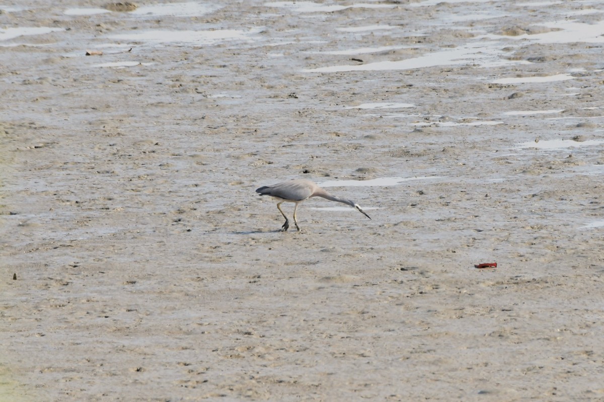 White-faced Heron - ML624575092