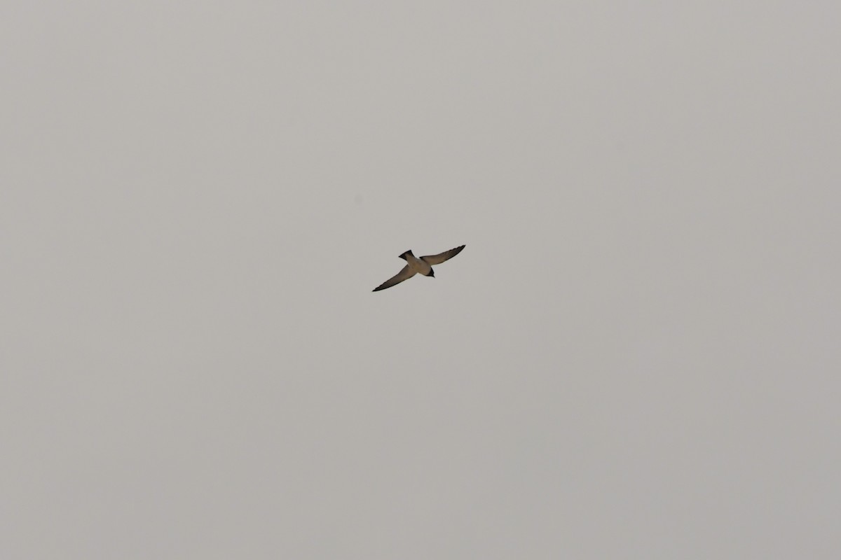 White-breasted Woodswallow - ML624575095