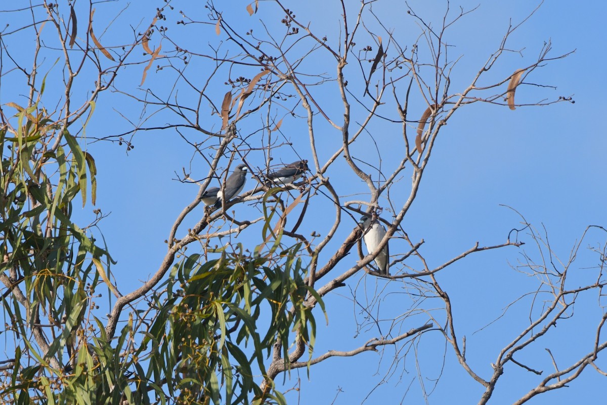 White-breasted Woodswallow - ML624575096