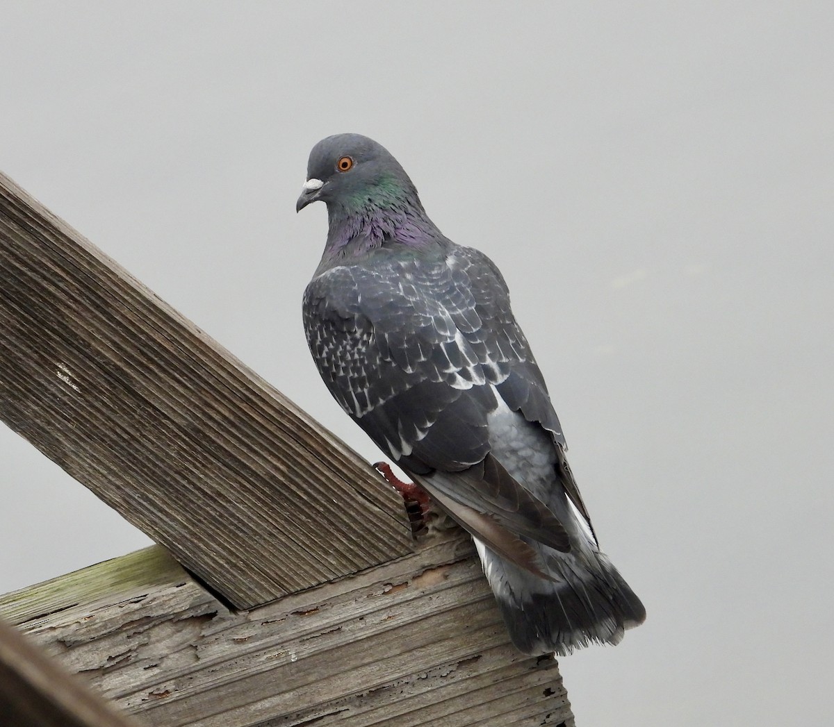 Rock Pigeon (Feral Pigeon) - ML624575099