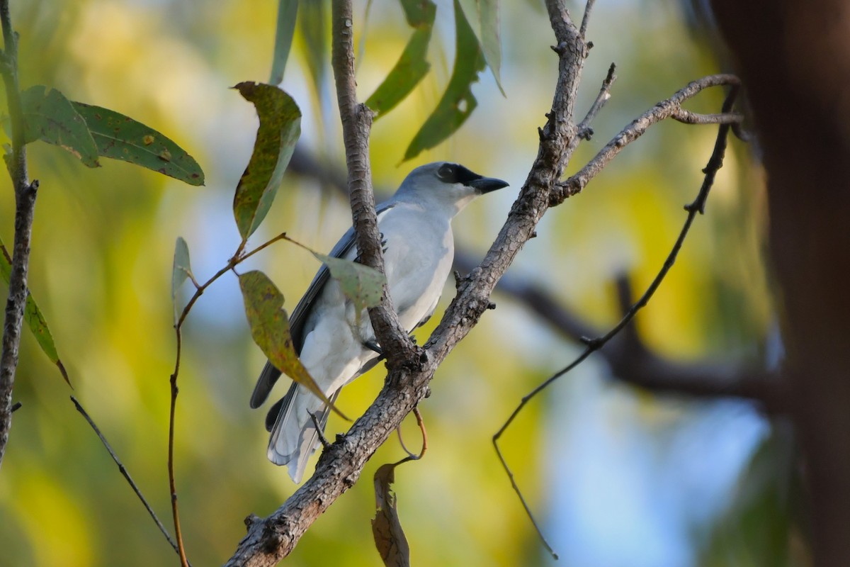 White-bellied Cuckooshrike - ML624575100