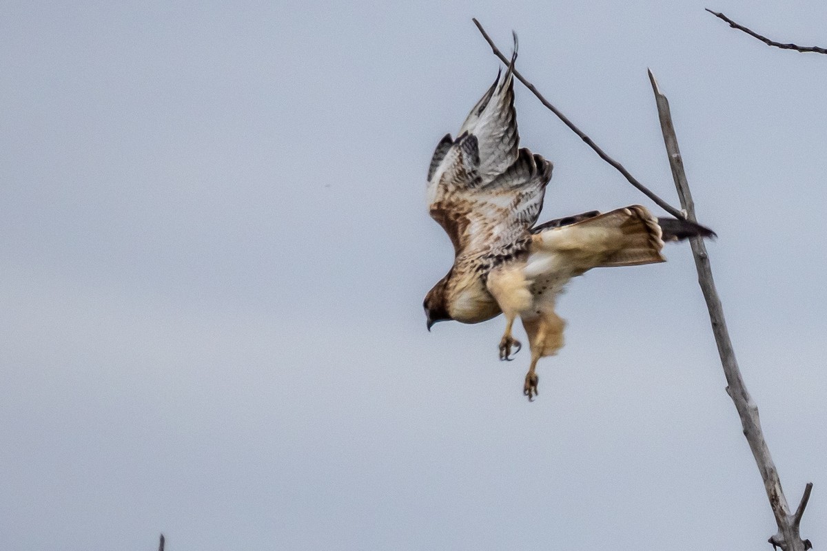 Red-tailed Hawk - ML624575102