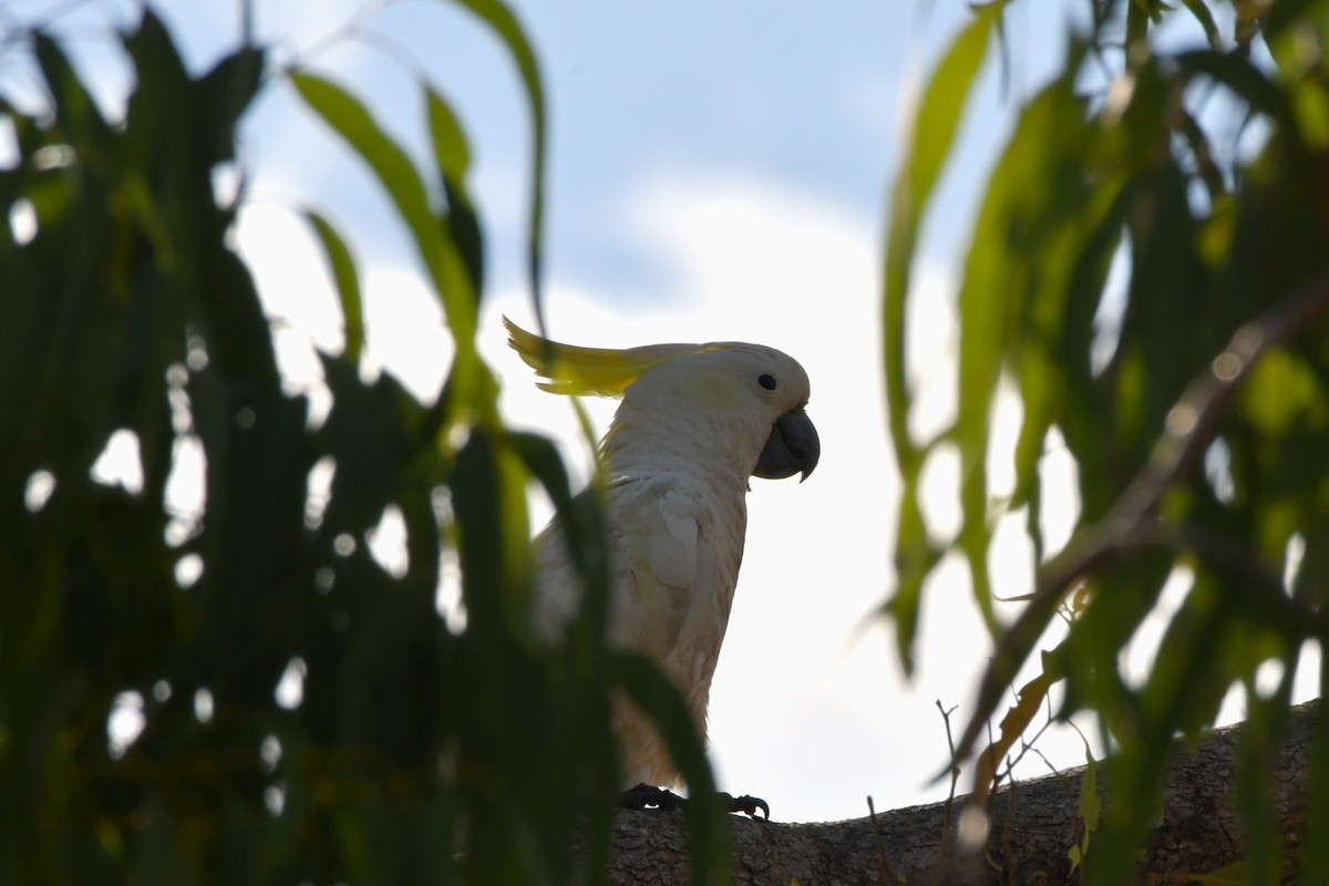 Sulphur-crested Cockatoo - Sam Adams