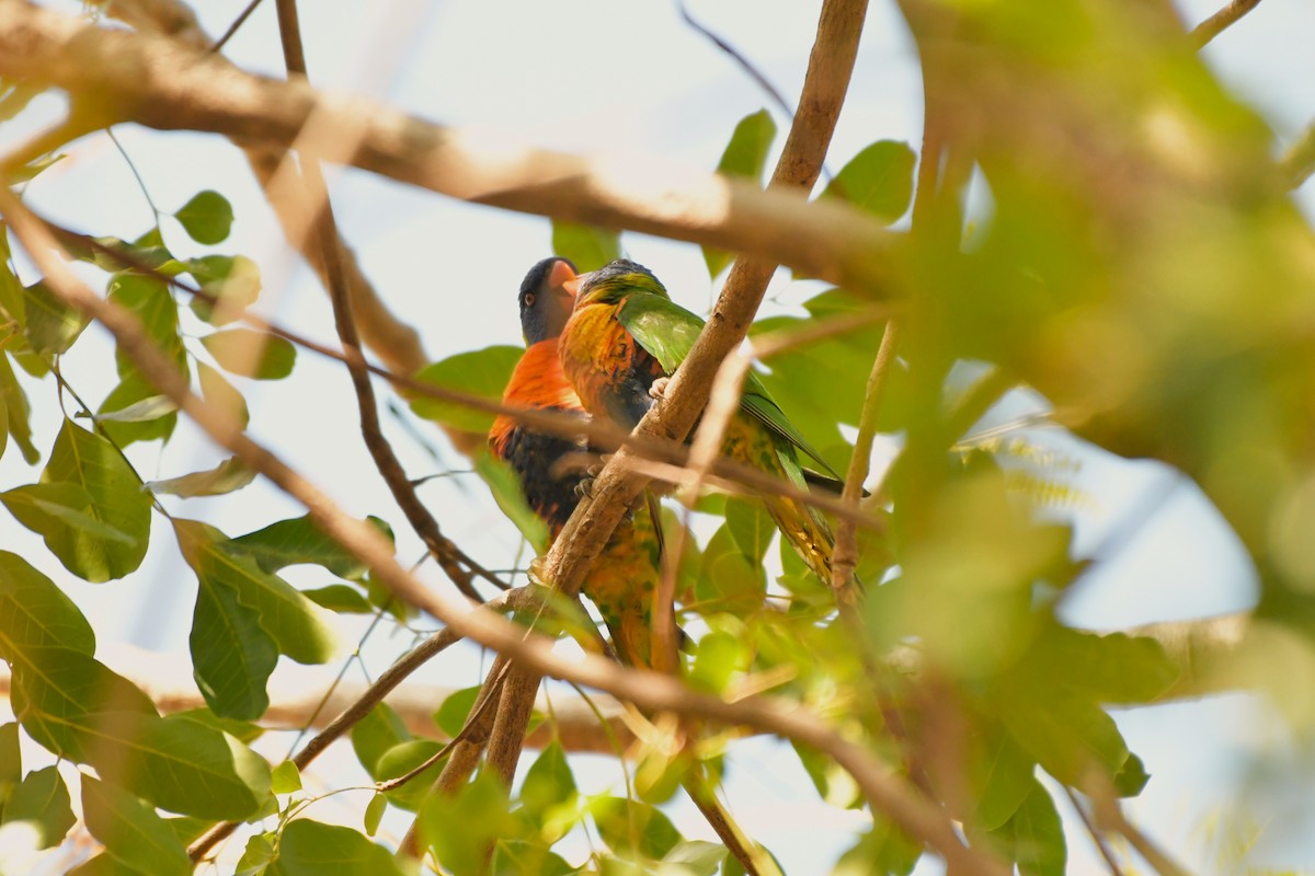 Rainbow Lorikeet - ML624575123