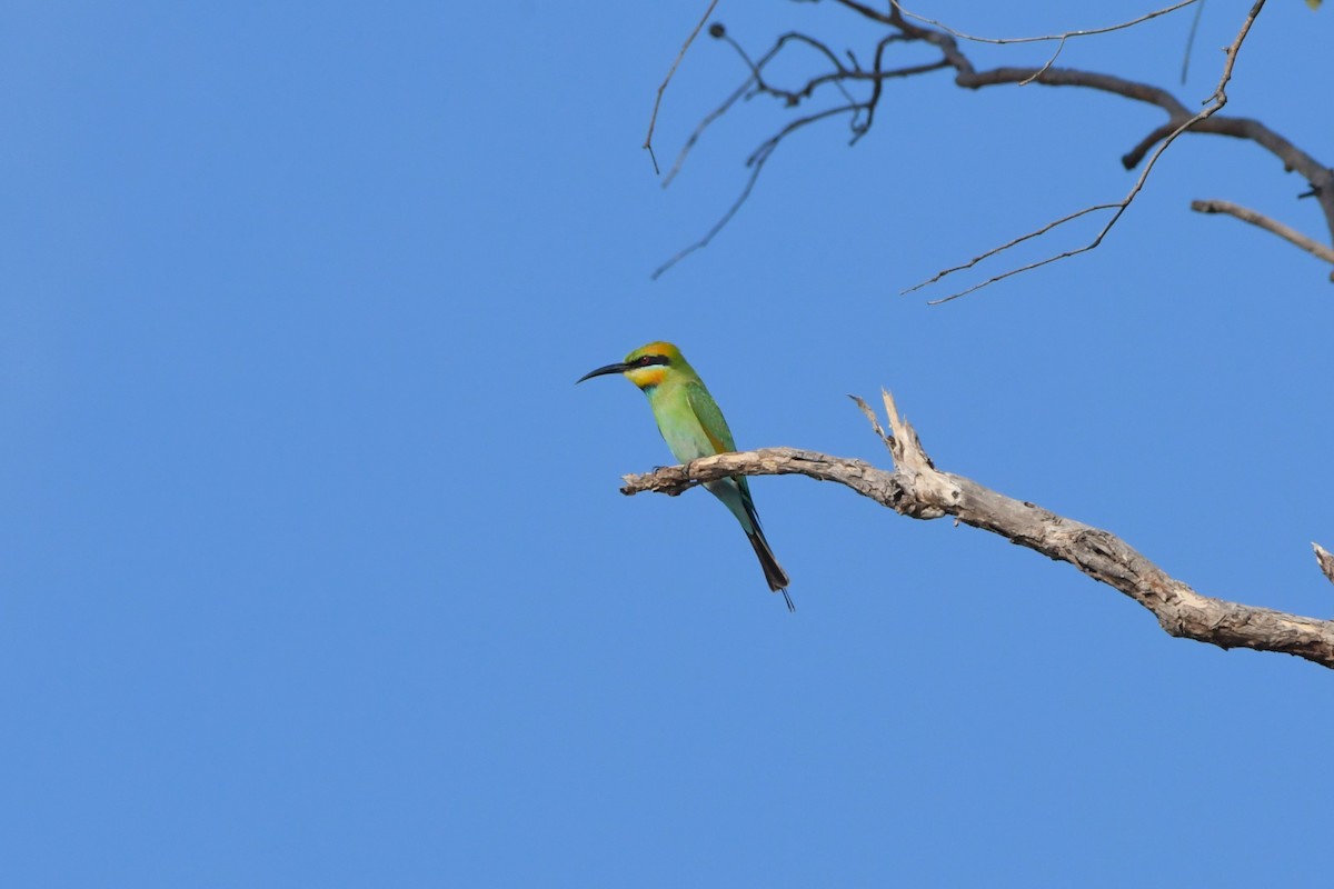 Rainbow Bee-eater - ML624575129