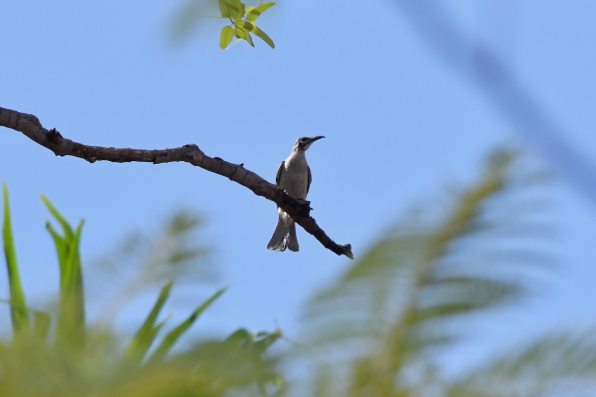 Little Friarbird - Sam Adams