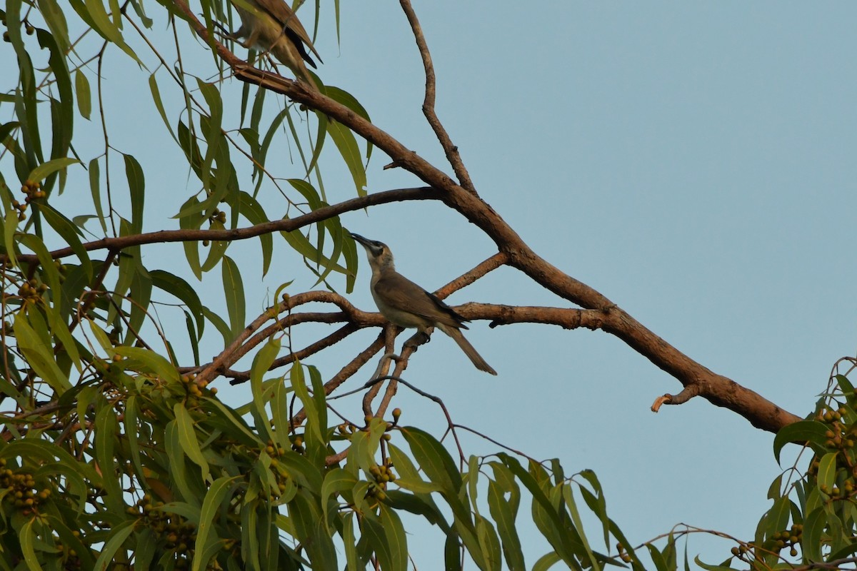 Little Friarbird - Sam Adams