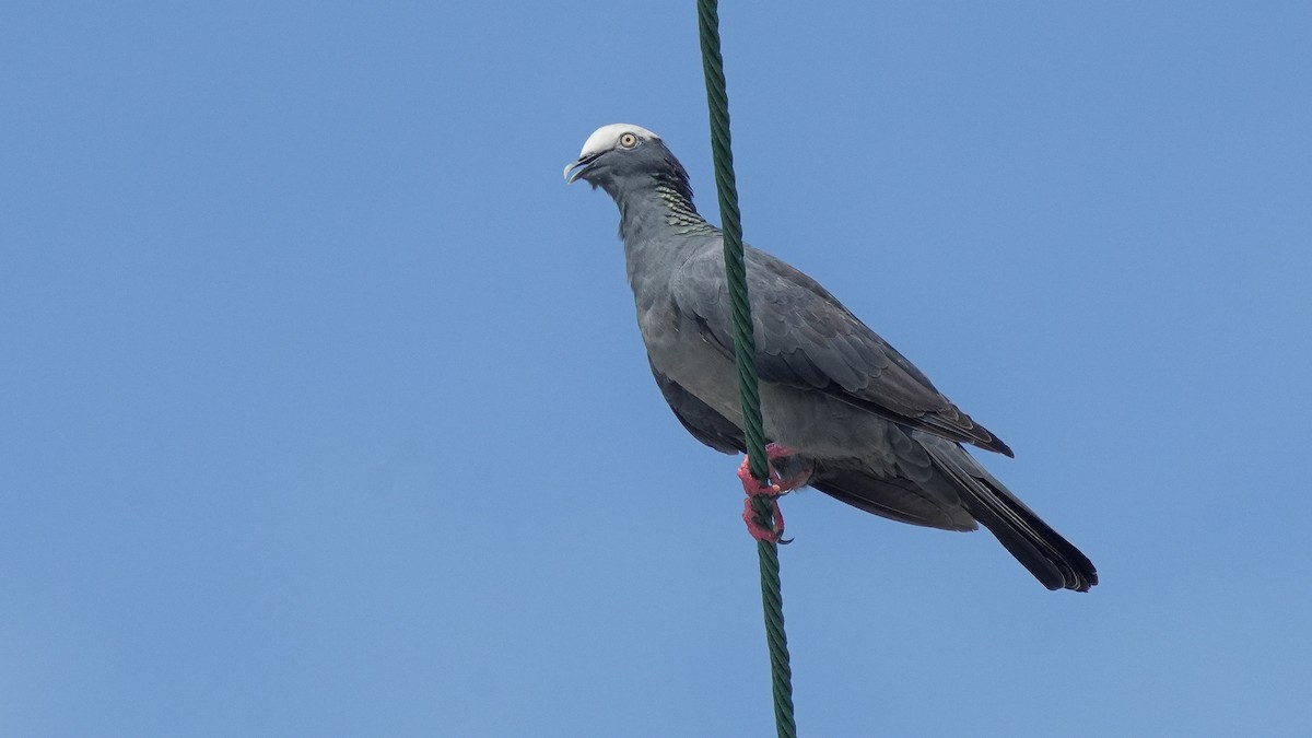 White-crowned Pigeon - ML624575154