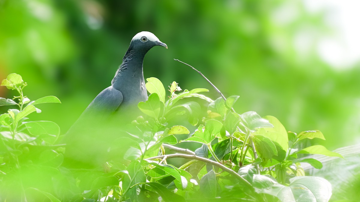 White-crowned Pigeon - ML624575156