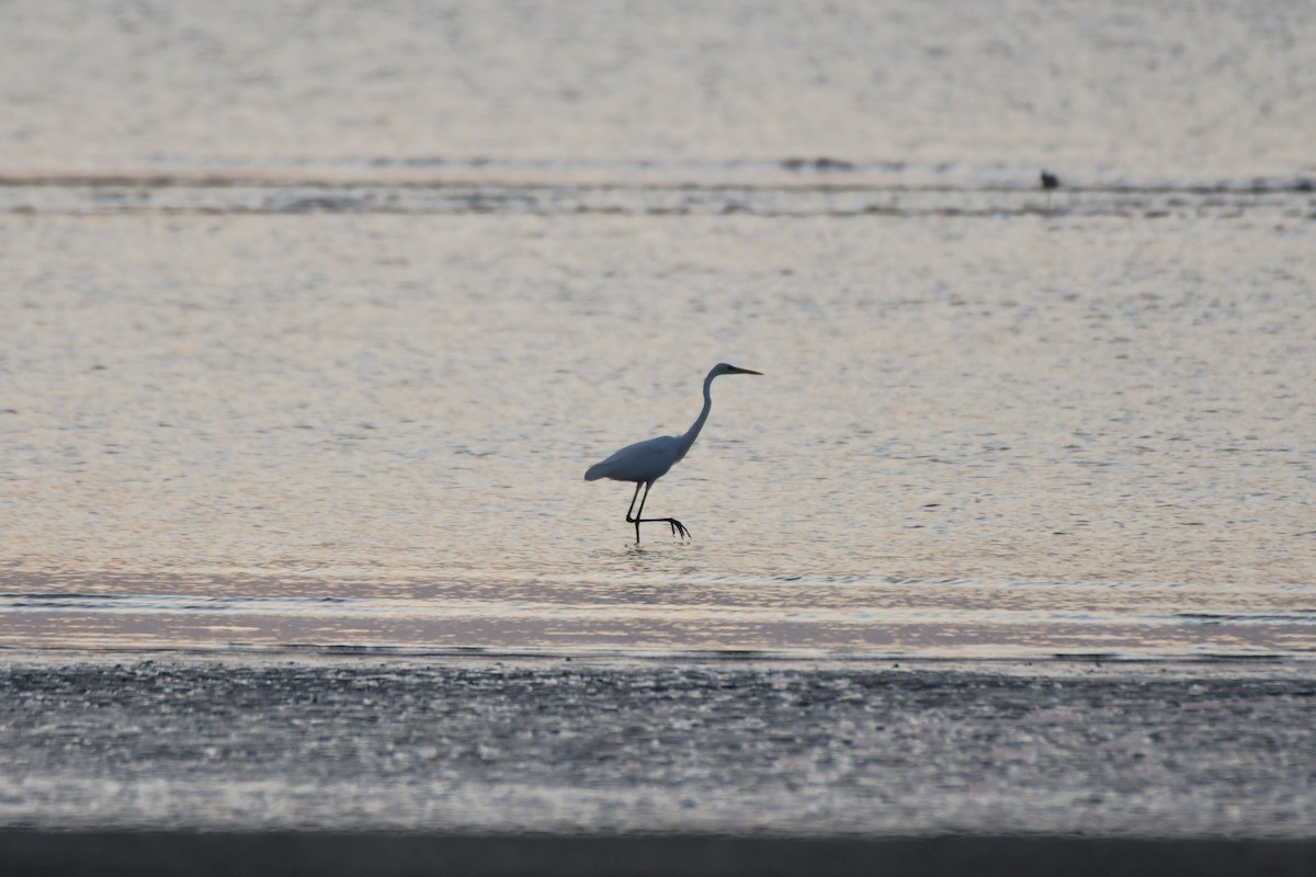 Great Egret (modesta) - ML624575158