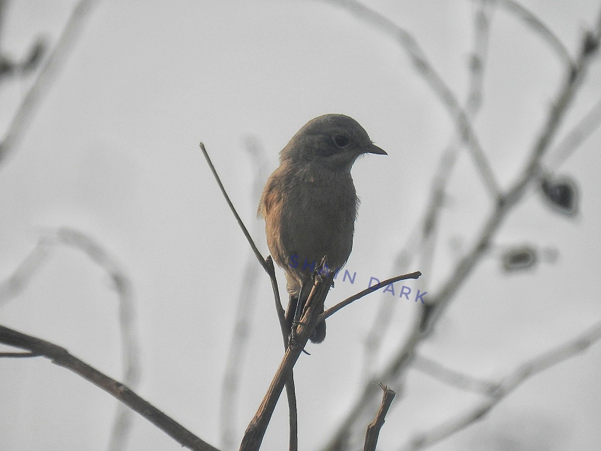 Pied Bushchat - ML624575159