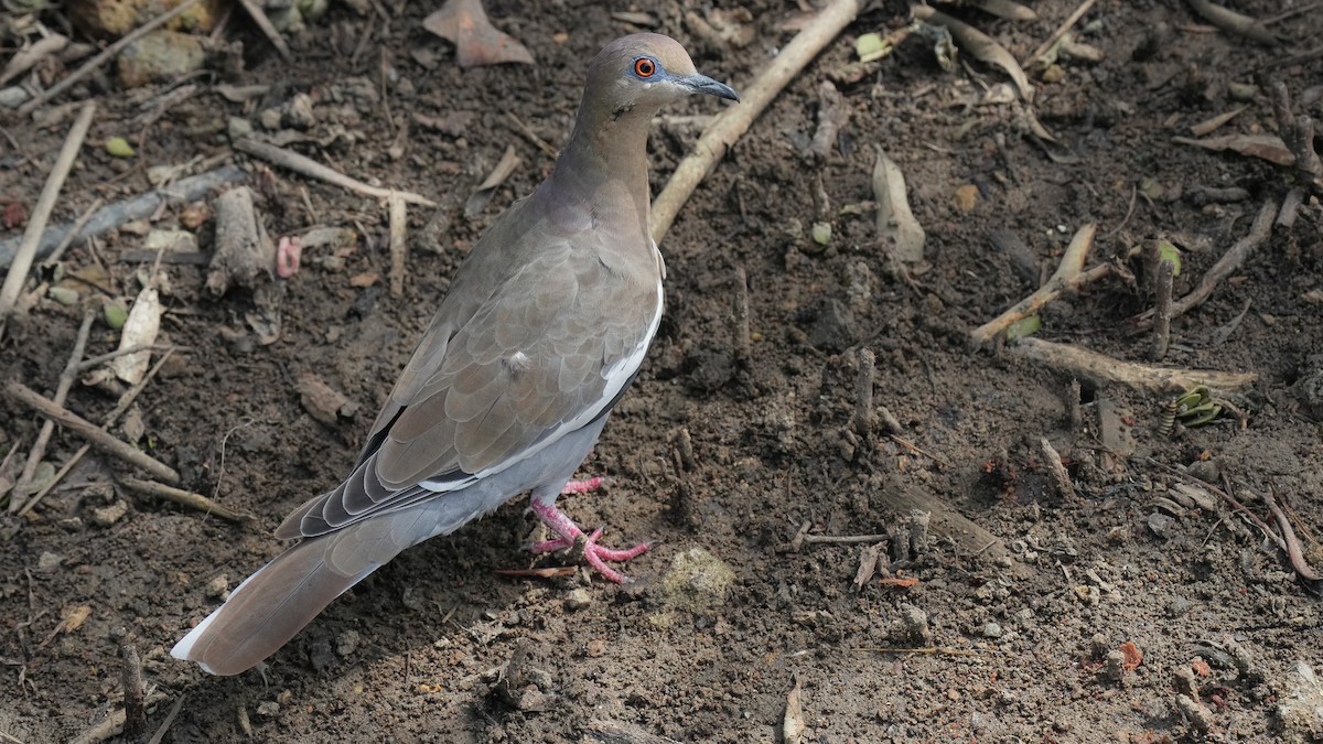 White-winged Dove - ML624575160