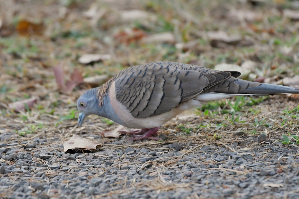 Bar-shouldered Dove - ML624575161